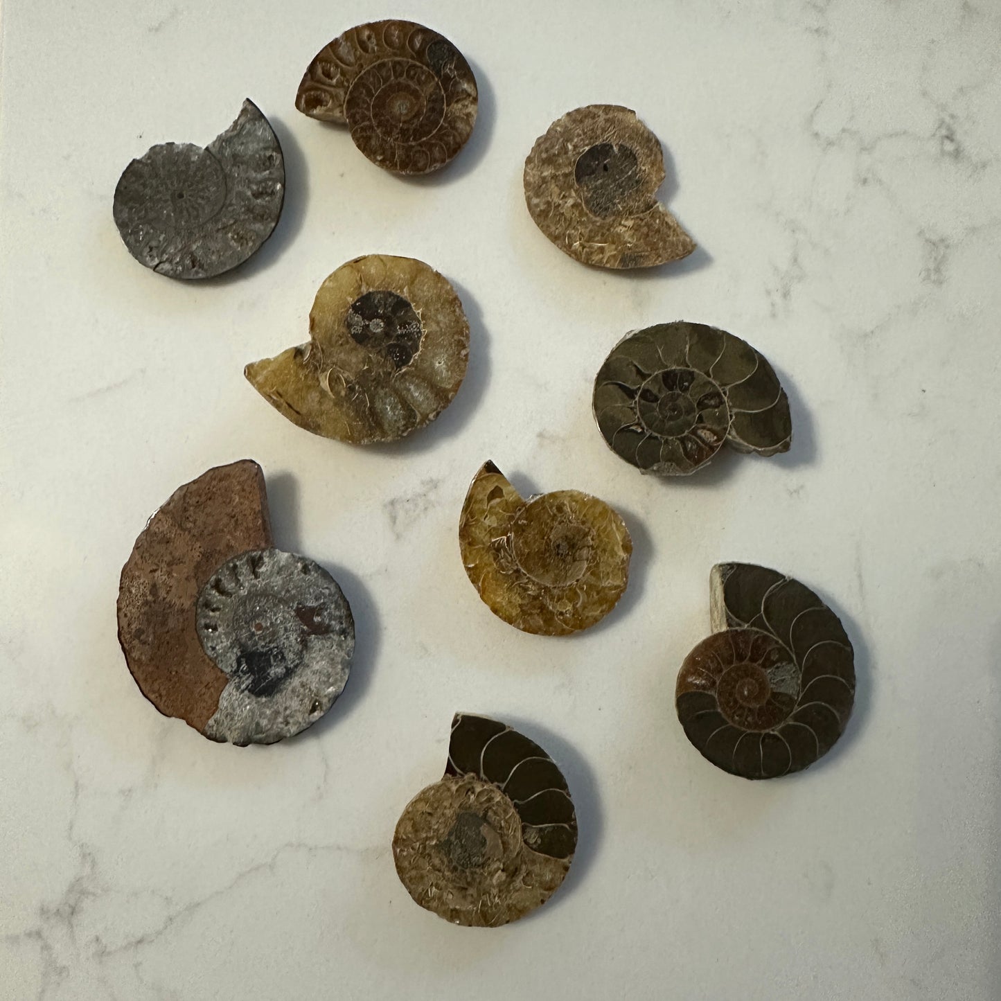 Ammonites Mineral Specimes 3-5 cm