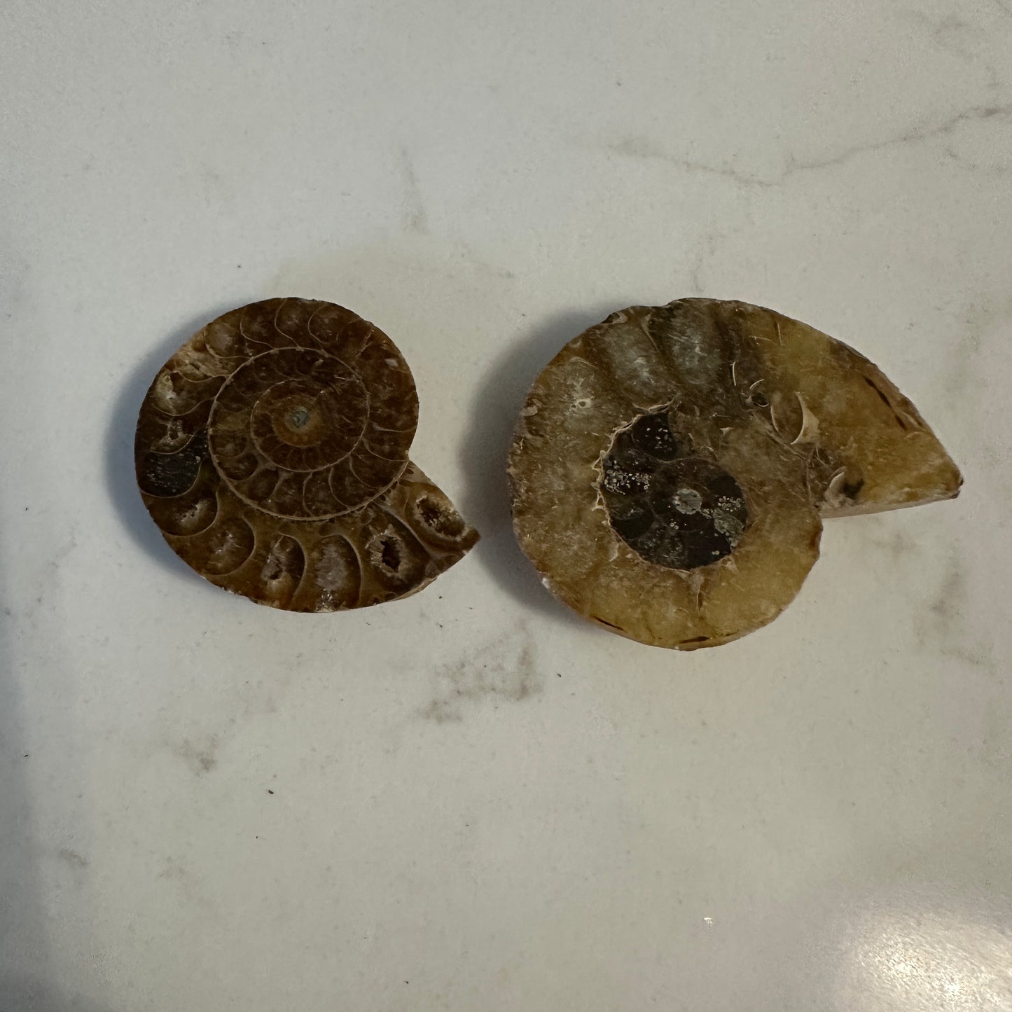 Ammonites Mineral Specimes 3-5 cm