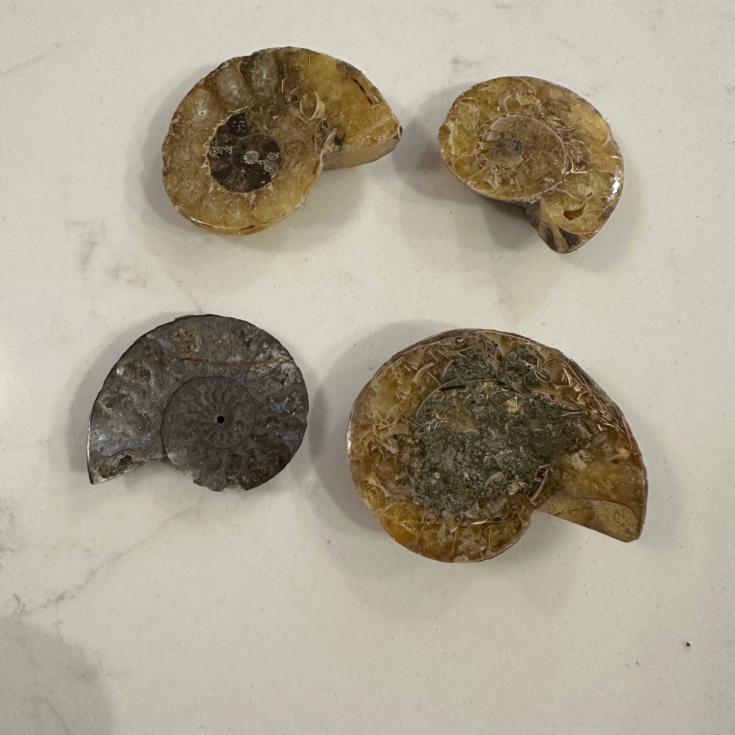 Ammonites Mineral Specimes 3-5 cm