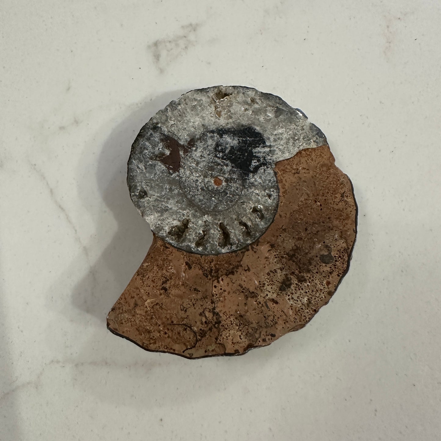 Ammonites Mineral Specimes 3-5 cm