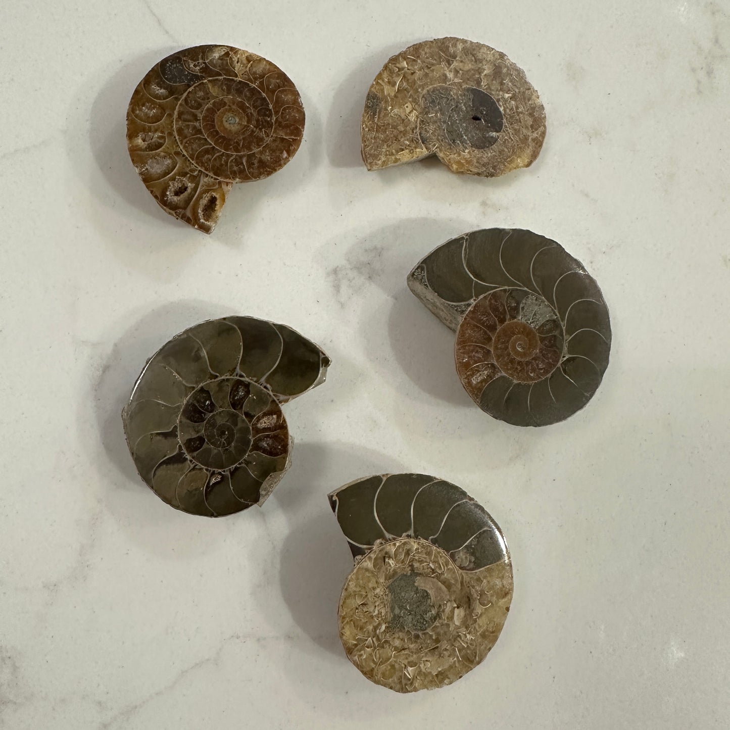 Ammonites Mineral Specimes 3-5 cm