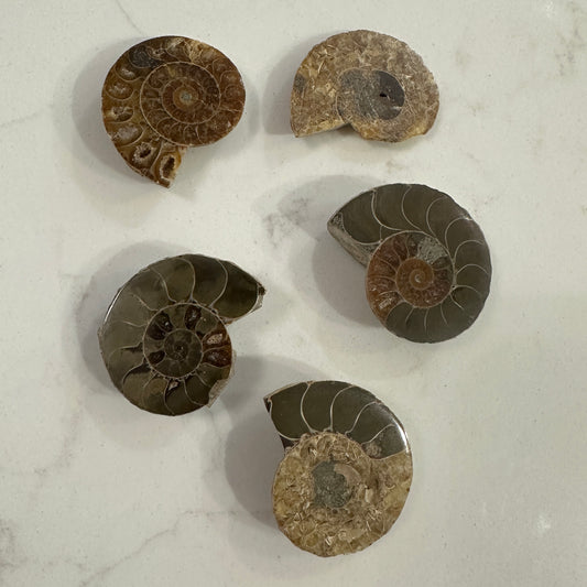 Jurassic Treasures: Ammonite Fossil Specimes